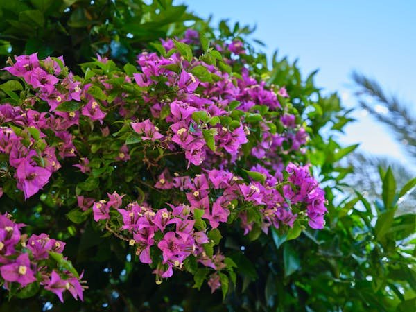 Planter et entretenir un arbre à fleurs violettes facilement